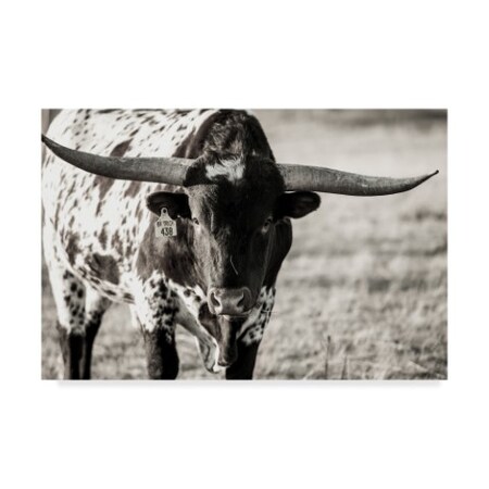 Trademark Fine Art Tyler Stockton 'Longhorn Portrait Centered' Canvas Art, 30x47 WAG07016-C3047GG